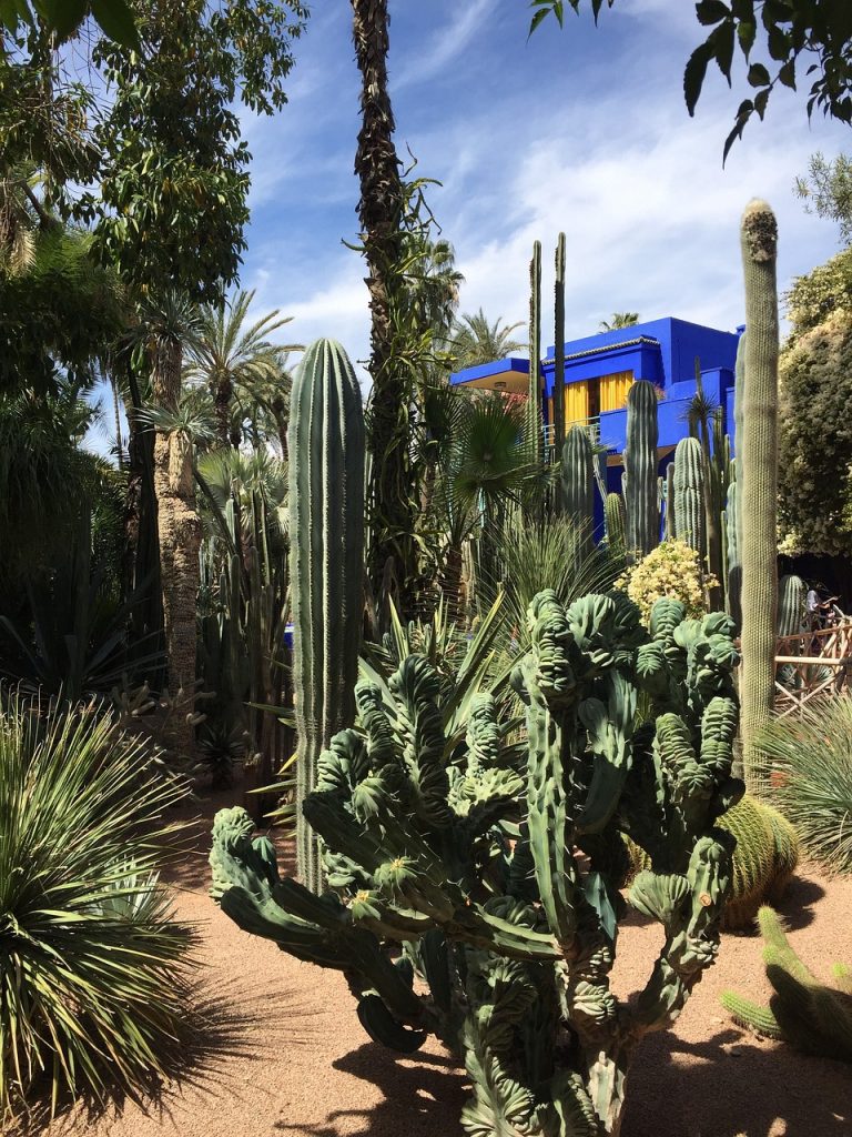 marrakech, garden, plant-2035898.jpg